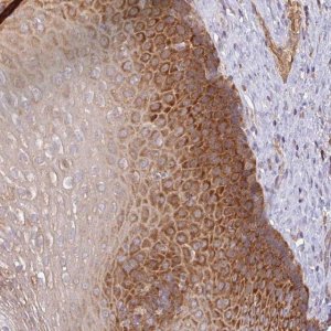 Anti-GALP antibody produced in rabbit 