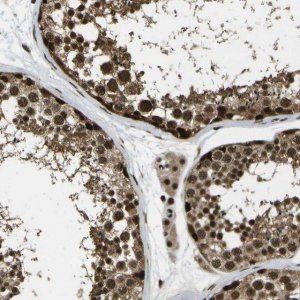 Anti-GANC antibody produced in rabbit 