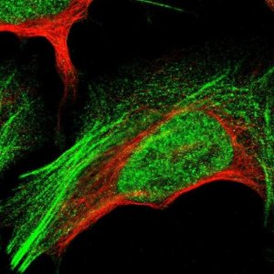 Anti-GANC antibody produced in rabbit 