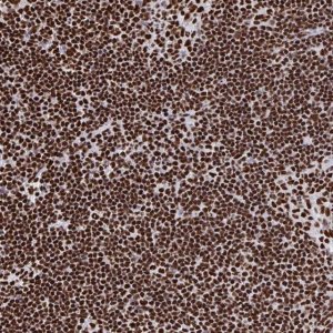 Anti-GAR1 antibody produced in rabbit 