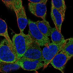 Anti-GAREM2 antibody produced in rabbit 