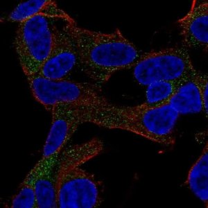 Anti-GARNL3 antibody produced in rabbit 