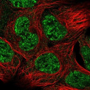 Anti-GAS1 antibody produced in rabbit 