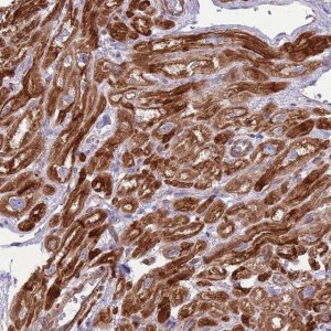 Anti-GAS2L3 antibody produced in rabbit 