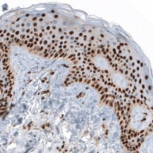 Anti-GATA3 antibody produced in rabbit 