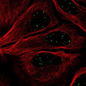 Anti-GATA4 antibody produced in rabbit 