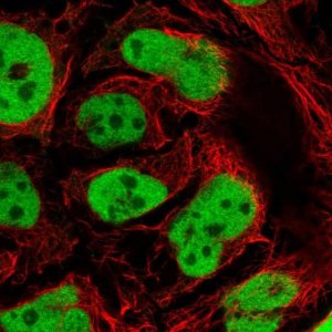 Anti-GATA6 antibody produced in rabbit 