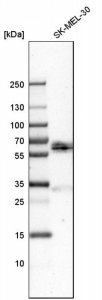 Anti-GBA antibody produced in rabbit 