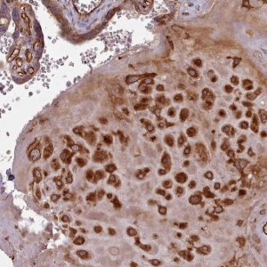 Anti-GBGT1 antibody produced in rabbit 