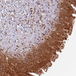 Anti-GBP2 antibody produced in rabbit HPA042682-100UL