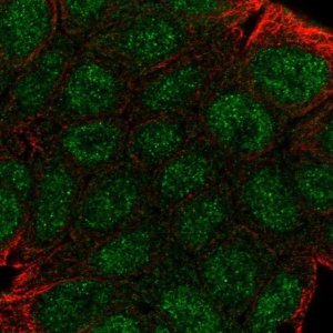 Anti-GBP2 antibody produced in rabbit HPA042682-100UL
