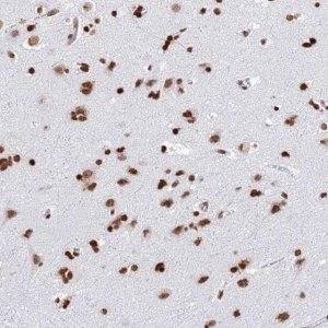 Anti-GBP3 antibody produced in rabbit 