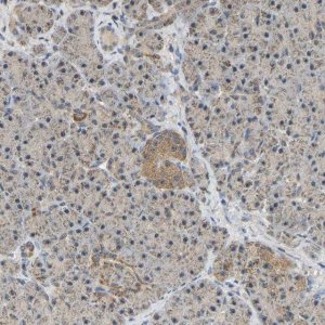 Anti-GCAT antibody produced in rabbit 