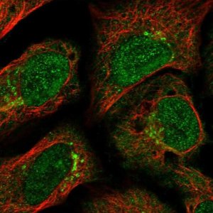 Anti-GCC2 antibody produced in rabbit 