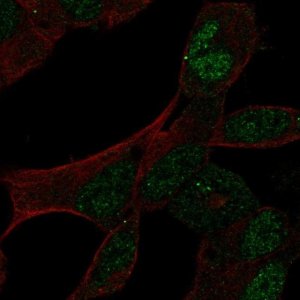 Anti-GCFC2 antibody produced in rabbit 