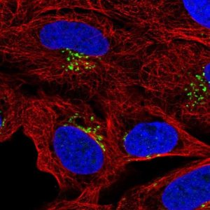 Anti-GCGR antibody produced in rabbit 