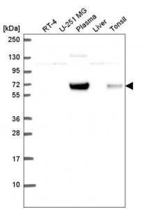 Anti-GCGR antibody produced in rabbit 
