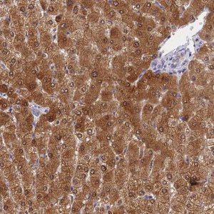 Anti-GCHFR antibody produced in rabbit HPA046258-100UL