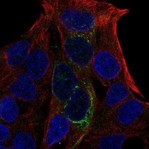 Anti-GCKR antibody produced in rabbit 