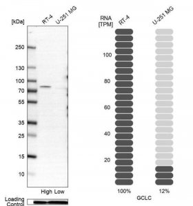 Anti-GCLC antibody produced in rabbit 