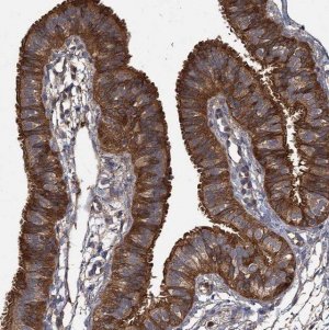 Anti-GCLC antibody produced in rabbit 