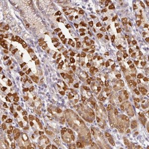 Anti-GCNT7 antibody produced in rabbit 