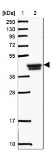 Anti-GCNT7 antibody produced in rabbit 