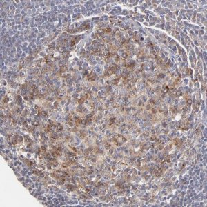 Anti-GCSAM antibody produced in rabbit 