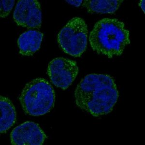 Anti-GCSAML antibody produced in rabbit 