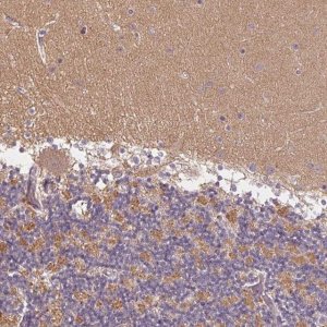 Anti-GDAP1L1 antibody produced in rabbit 