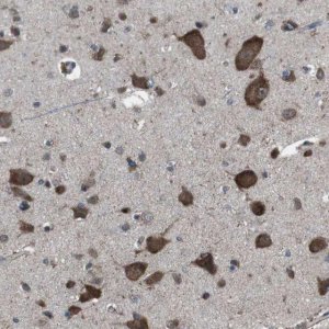 Anti-GDF10 antibody produced in rabbit 