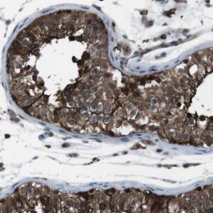 Anti-GDF10 antibody produced in rabbit 