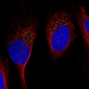 Anti-GDF11 antibody produced in rabbit 