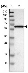 Anti-GDF5 antibody produced in rabbit 