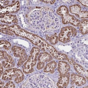 Anti-GDF5OS antibody produced in rabbit 