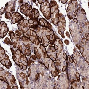 Anti-GDF6 antibody produced in rabbit 