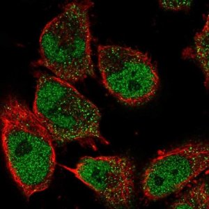 Anti-GDNF antibody produced in rabbit 