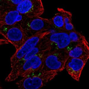 Anti-GDPD5 antibody produced in rabbit 