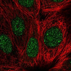 Anti-GEMIN2 antibody produced in rabbit 
