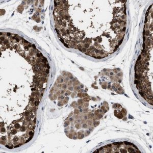 Anti-GET4 antibody produced in rabbit 