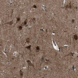 Anti-GET4 antibody produced in rabbit 