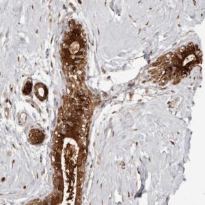 Anti-GFOD1 antibody produced in rabbit 