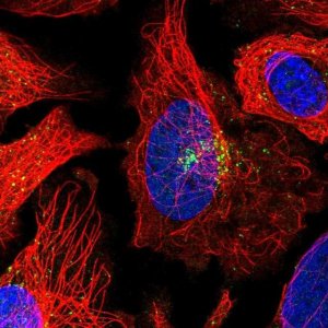 Anti-GGA1 antibody produced in rabbit HPA048280-100UL