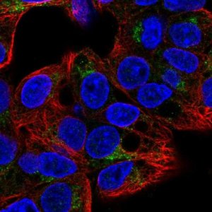 Anti-GGA2 antibody produced in rabbit 