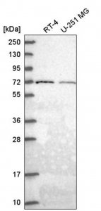 Anti-GGA2 antibody produced in rabbit 