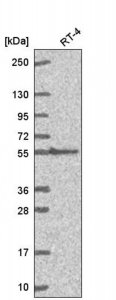 Anti-GGT1 antibody produced in rabbit 