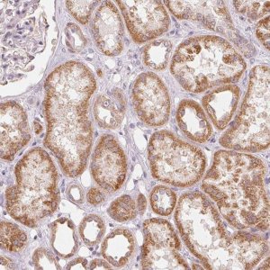 Anti-GHITM antibody produced in rabbit 