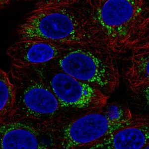 Anti-GHITM antibody produced in rabbit 