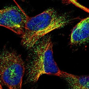Anti-GIGYF1 antibody produced in rabbit 
