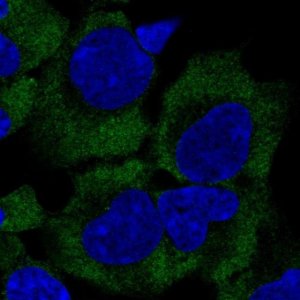 Anti-GIGYF2 antibody produced in rabbit 